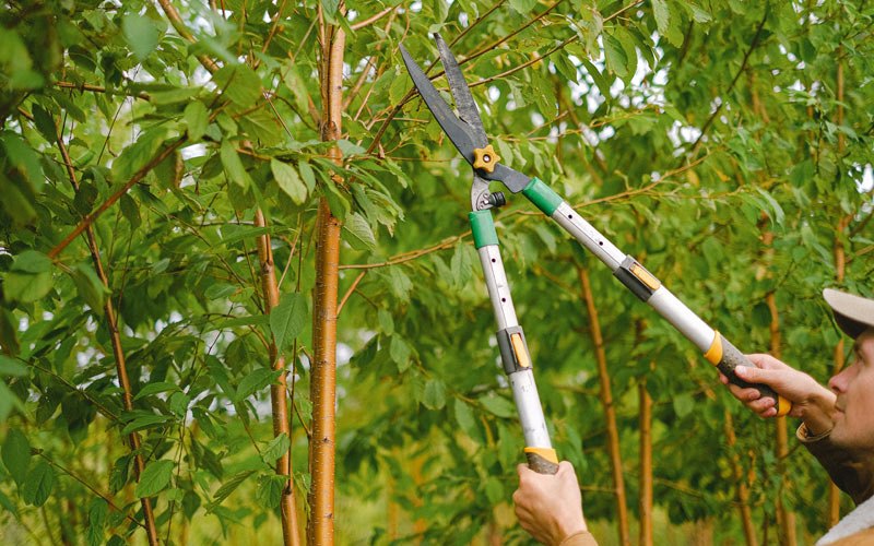 Tree trimming in Rosendale, WI