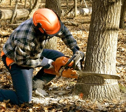 Tree Removal in Rosendale, WI